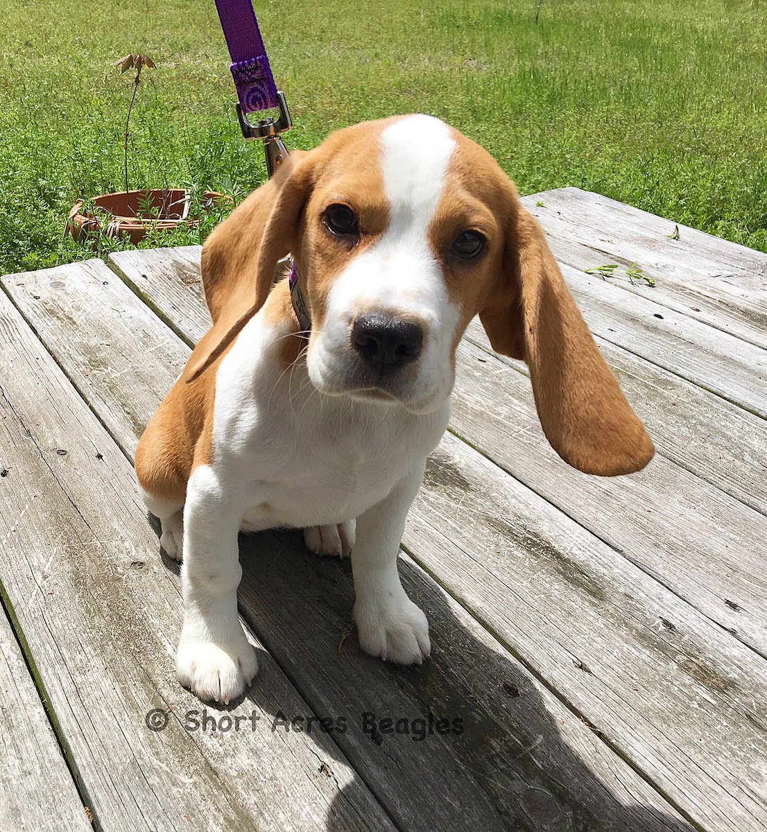 short acres beagles