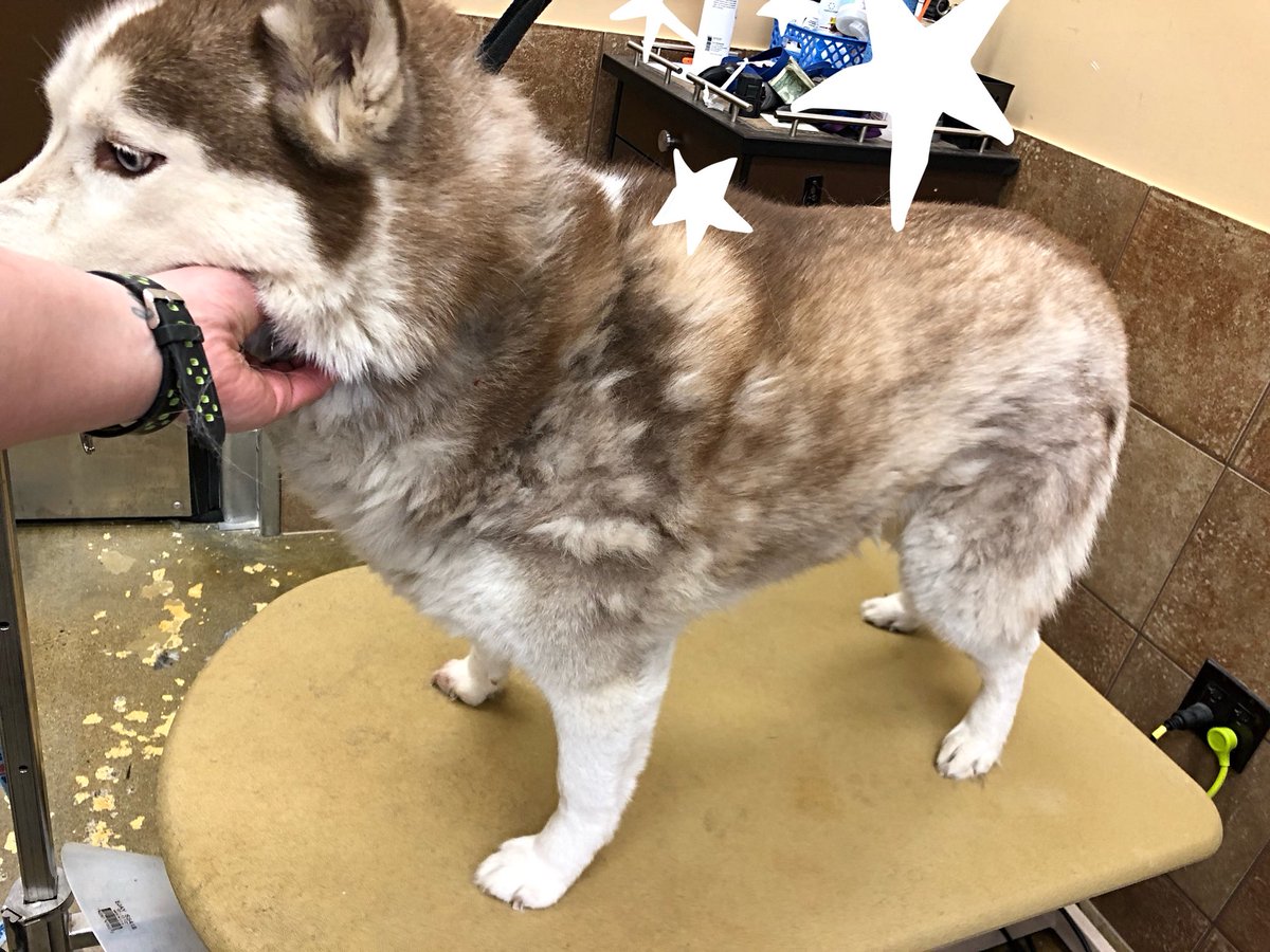 petsmart2480 tweet media