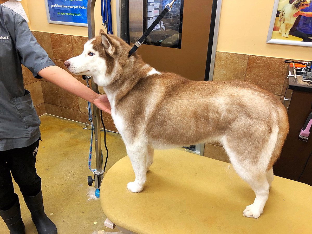 petsmart2480 tweet media