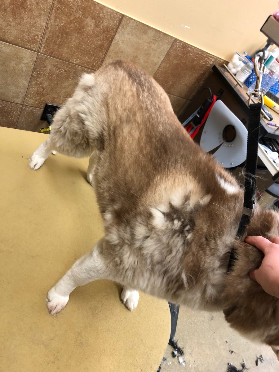 petsmart2480 tweet media