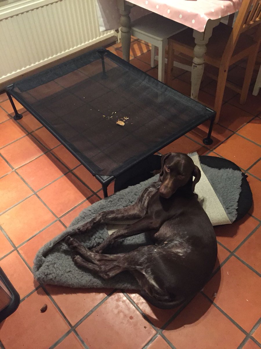 Mum and dad are ignoring me, big sister's in bed. I know, I'll protest by stripping my bed. Oh no, what have I done? I'll just sit here quietly, no one will notice! #gsp #attention #lazysunday
