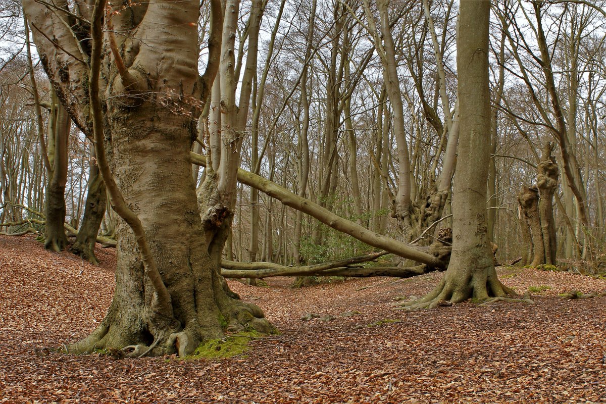 EppingForestPic's tweet photo. Loughton Camp #EppingForest https://t.co/CU5NbUad6I