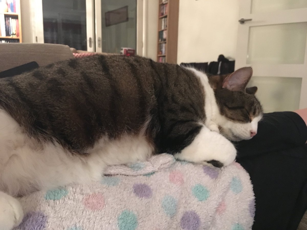 FelixLumpus's tweet photo. It’s a hard life being me... #CatsOfTwitter #tabby #tabbyandwhite #naptime https://t.co/c1wfYnm0Zy