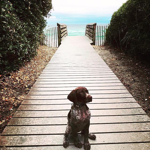 30a's tweet photo. Walkway to paradise 💛.
.
.
.
#30a #dog #hey30a #beachhappy #dogsof30a #beach https://t.co/uVci2DlD6e https://t.co/LfbqtMnE95