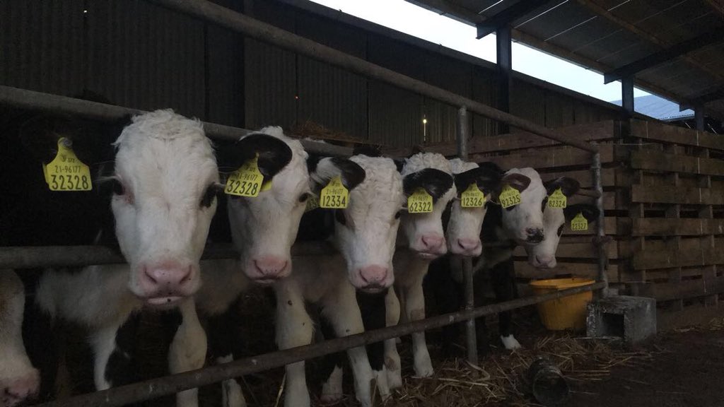 irwin9_peter's tweet photo. ‘Hey lad any chance of a photo’ #allthelads #twinning #getourgoodside #calving18 https://t.co/cC6fPC2MGV