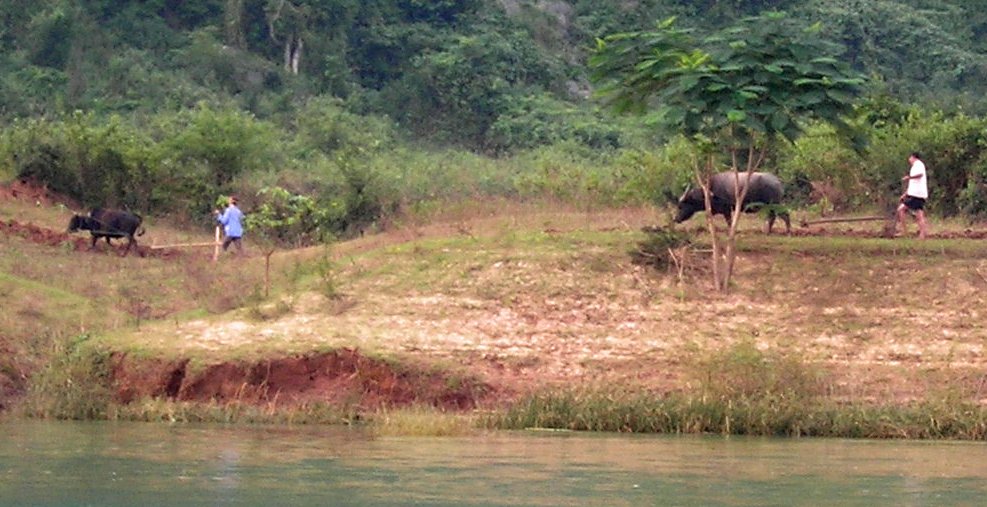 MichelleRobinLa's tweet photo. Is it working like a dog or working like a water buffalo? You look at the pictures and decide.
https://t.co/1tMzfTFSKs

#vietnam #vietnamese https://t.co/Un9gzjIW1M