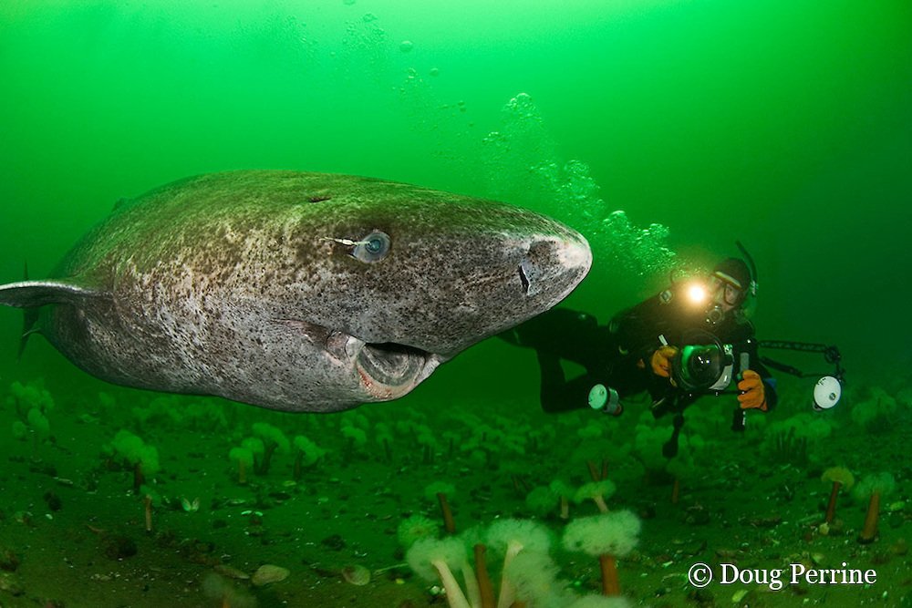 Greenland Sharks don't breed until they're around 150, so don't worry if you haven't found "the one" yet. Just like the Greenland Shark, you don't need to be in a relationship until you're ready and want to.