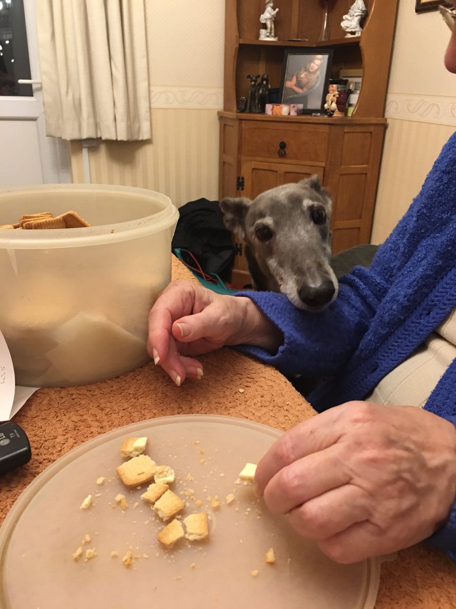 BrennTheDog's tweet photo. I WILL GET PAST THE BARRIER TO THE BISCUITS #DogsOfTwitter https://t.co/3JH6MEknM7