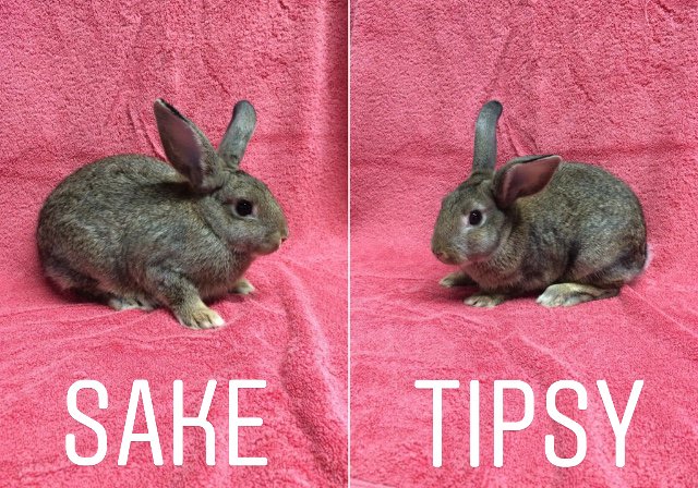 sandiegorabbits's tweet photo. We had our first after-Easter dump today... Meet Sake (female) and Tipsy (male), our newest additions the the shelter.
#MakeMineChocolate #NotForEaster #TenYearCommitment https://t.co/KZ7RhFd7v7