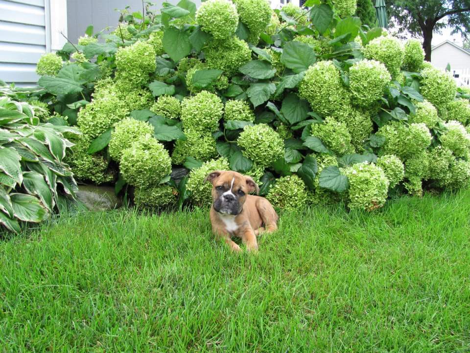 TonyTomassi's tweet image. RIP Diesel 💔 no more pain. No more cancer. Mom will take good care of you I promise. Till I see you again. 

I love you chico. ❤