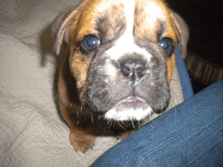 TonyTomassi's tweet image. RIP Diesel 💔 no more pain. No more cancer. Mom will take good care of you I promise. Till I see you again. 

I love you chico. ❤