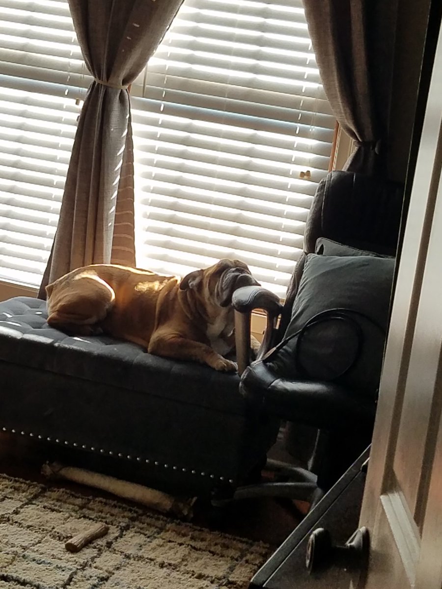 TonyTomassi's tweet image. RIP Diesel 💔 no more pain. No more cancer. Mom will take good care of you I promise. Till I see you again. 

I love you chico. ❤