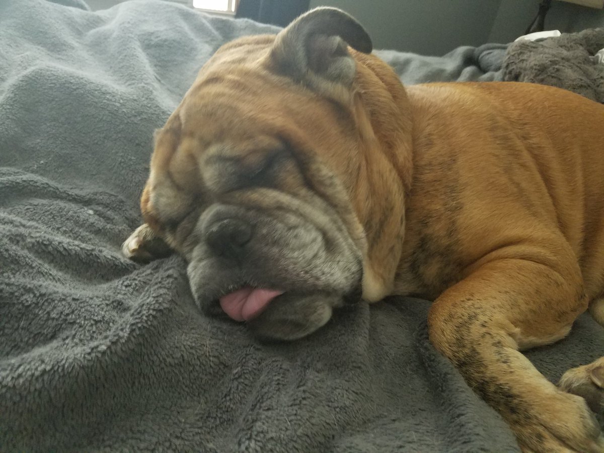 TonyTomassi's tweet image. RIP Diesel 💔 no more pain. No more cancer. Mom will take good care of you I promise. Till I see you again. 

I love you chico. ❤