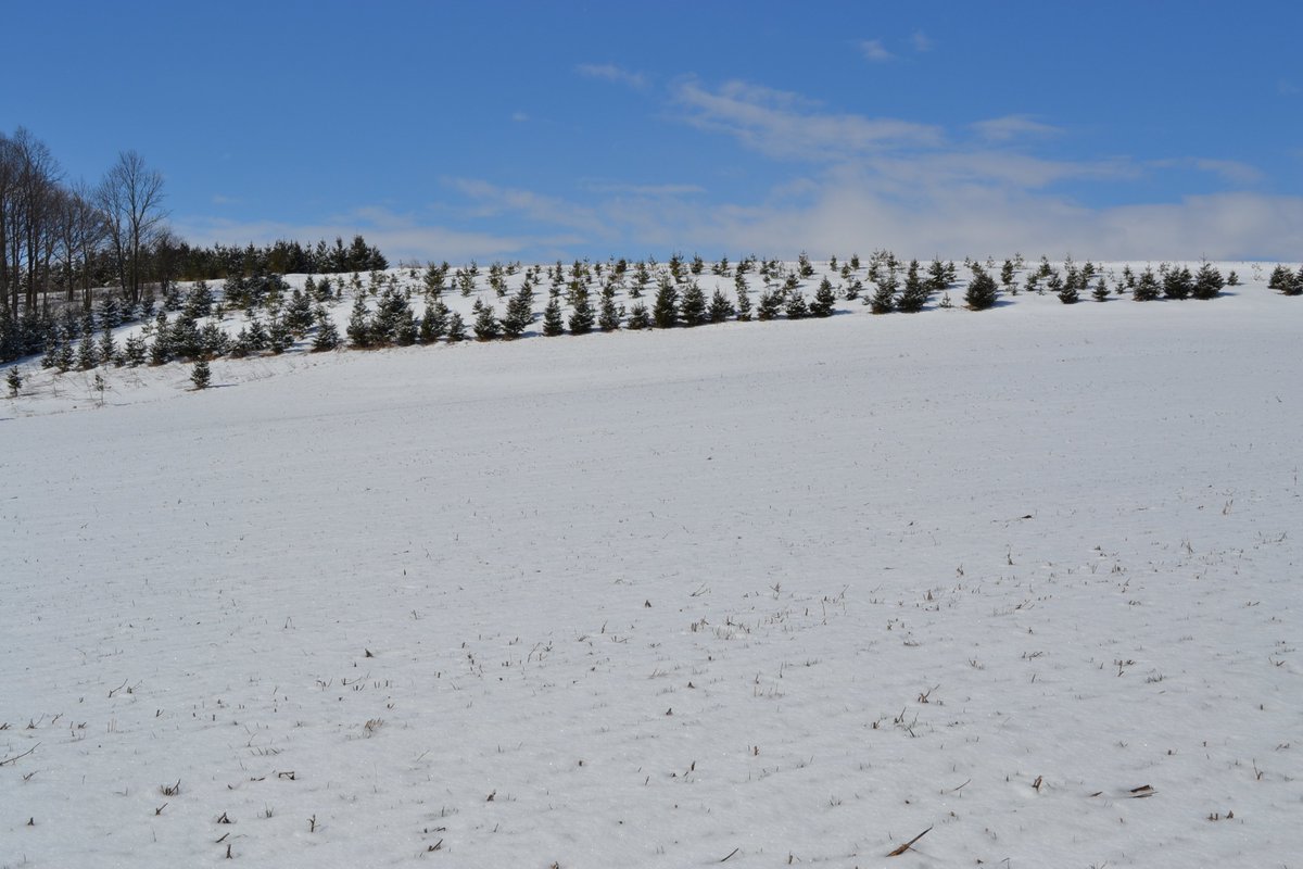 Fischerlind's tweet photo. The Sugar House sits quiet in anticipation of a major sap flow later this week. The winter wheat lies protected under this blanket of fresh snow. One of several conifer tracts on the hills of home farm...a natural resource presently storing carbon. The Saugeen R along our NE bdry https://t.co/arojdCYUmA