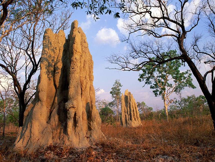 Termites might seem insignificant to you + me - she might even think so herself.But each termite has a role to play in their community & together they can build mind-blowingly complex structures.Even if you aren't receiving the credit you deserve: you are important to others.