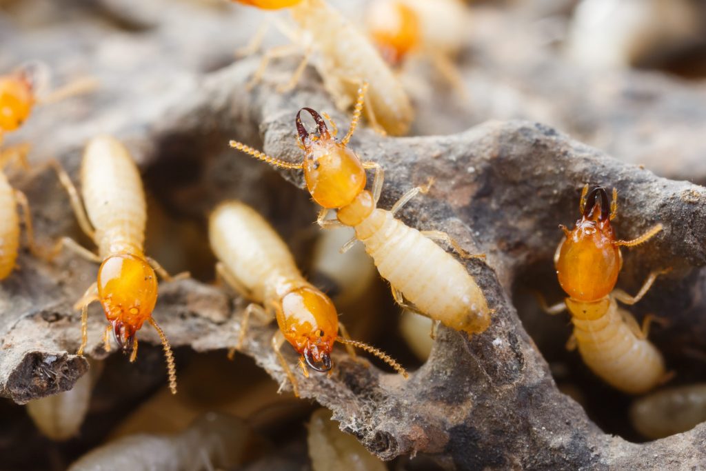 Termites might seem insignificant to you + me - she might even think so herself.But each termite has a role to play in their community & together they can build mind-blowingly complex structures.Even if you aren't receiving the credit you deserve: you are important to others.