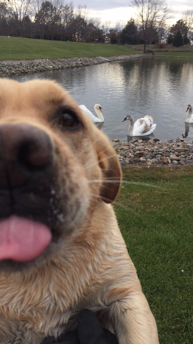 GKrichel's tweet image. My dog got jealous that I was taking a pic of my swans and not her