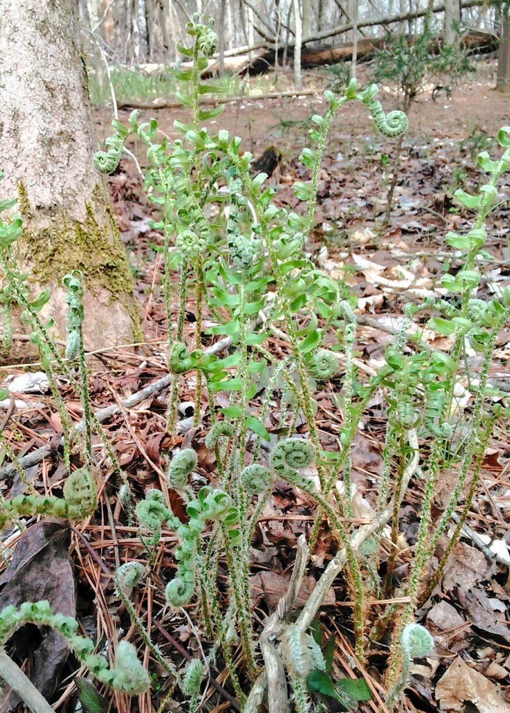 thisisnotayao's tweet photo. #thanks Trail Guide Cathy for the hiking, history, and ecology lesson! #somanyfiddleheads @EnoRiver https://t.co/cfxJfJMOMK