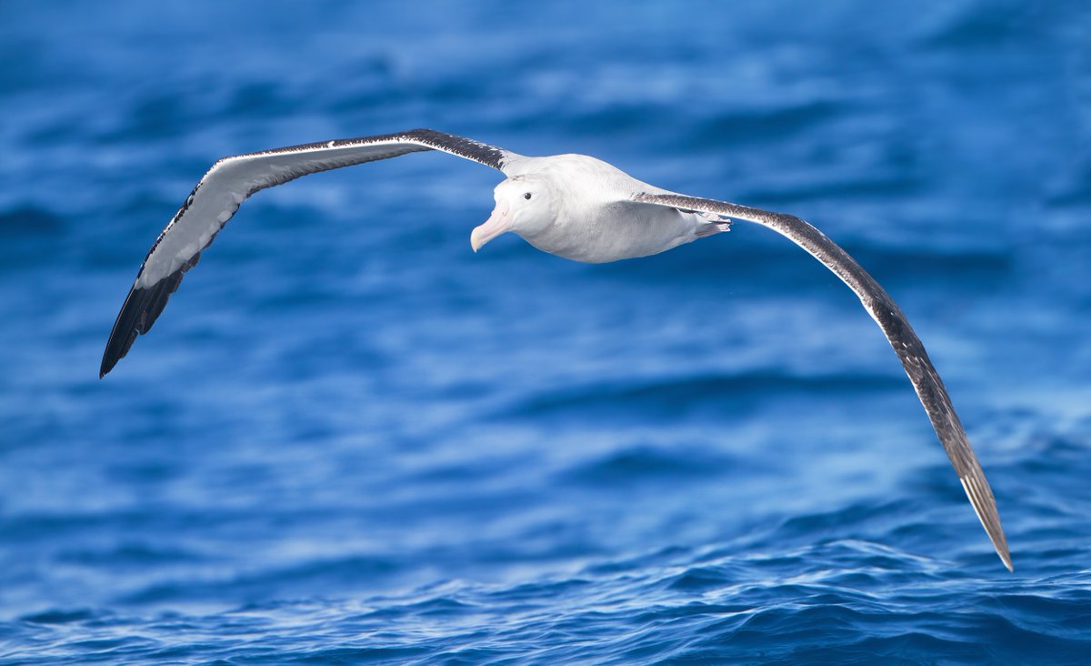 The Wandering Albatrosses can travel 1000s upon 1000s of kilometres in a single trip, but they always return home to the same island to nest.It's OK to want to be alone sometimes, and it is also OK to want to come home when you need to.