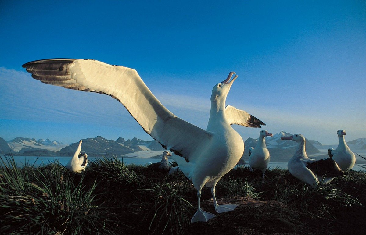 The Wandering Albatrosses can travel 1000s upon 1000s of kilometres in a single trip, but they always return home to the same island to nest.It's OK to want to be alone sometimes, and it is also OK to want to come home when you need to.