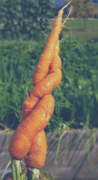 It might be another chilly day out there #Hamilton, but we've got our fingers crossed that this week is going to bring us warmer spring weather!
.
.
#FeedHamilton #hamont #organic #sustainbale #urbanfarming
