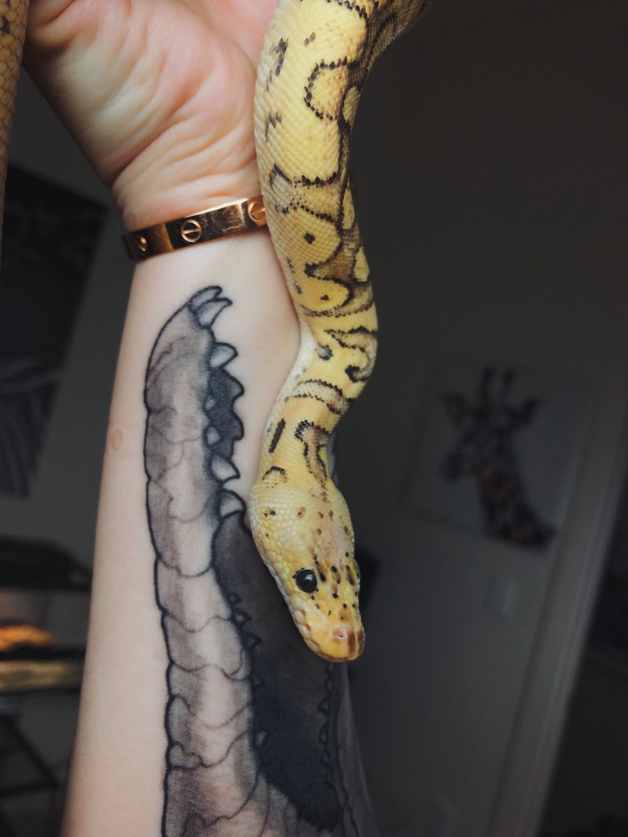taylorndean's tweet photo. my snakes eyebrow is everything https://t.co/cQIAnnU7Ni