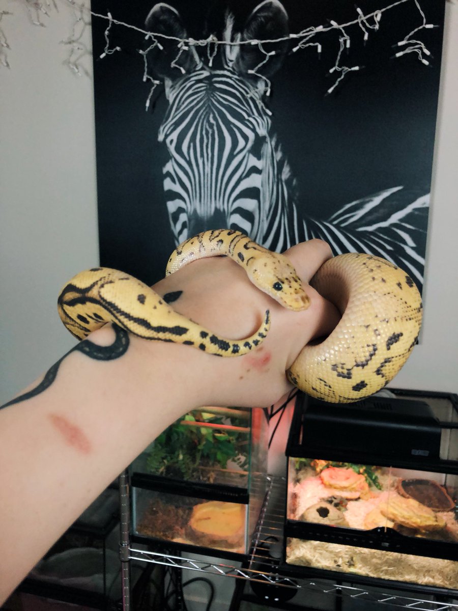 taylorndean's tweet photo. my snakes eyebrow is everything https://t.co/cQIAnnU7Ni