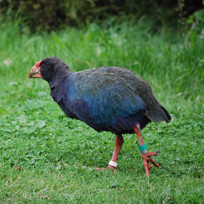 The Takahē was declared extinct in 1898, but it never stopped believing in itself.In 1948, the species was rediscovered and - though it is still classed as endangered - its numbers are still increasing today.Believe in yourself, even when others do not.And fuck the haters.