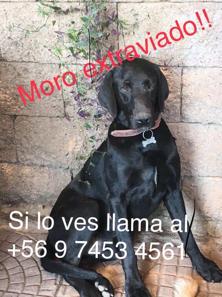botaspuesta's tweet photo. ATENCIÓN LA REINA Y COMUNAS CERCANAS, el 06-04 se extravió Moro desde su casa en Julia Bernstein, llevaba collar, favor RT @KarendTV https://t.co/Z3o5yZOAoP