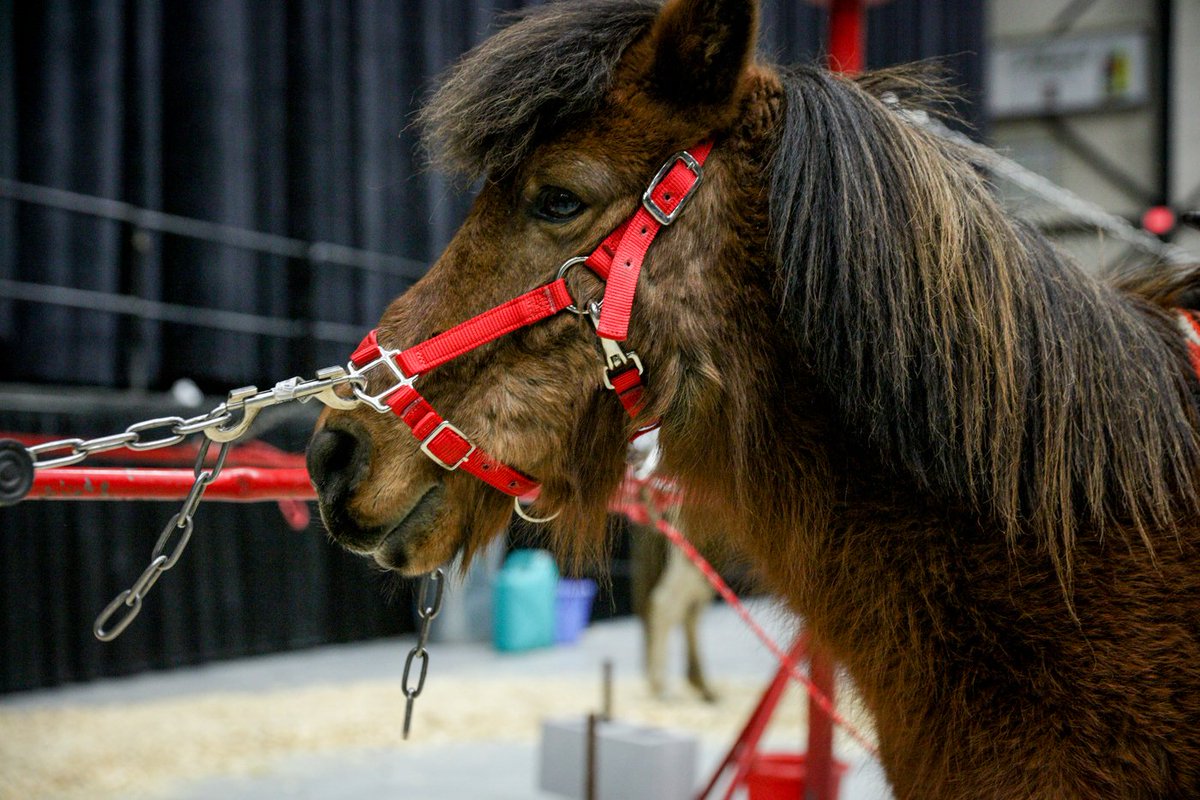 WOODTV's tweet photo. Check out PHOTOS from the West Michigan Pet Expo: https://t.co/tKfjIdcqxk https://t.co/27kGkO7Ud5