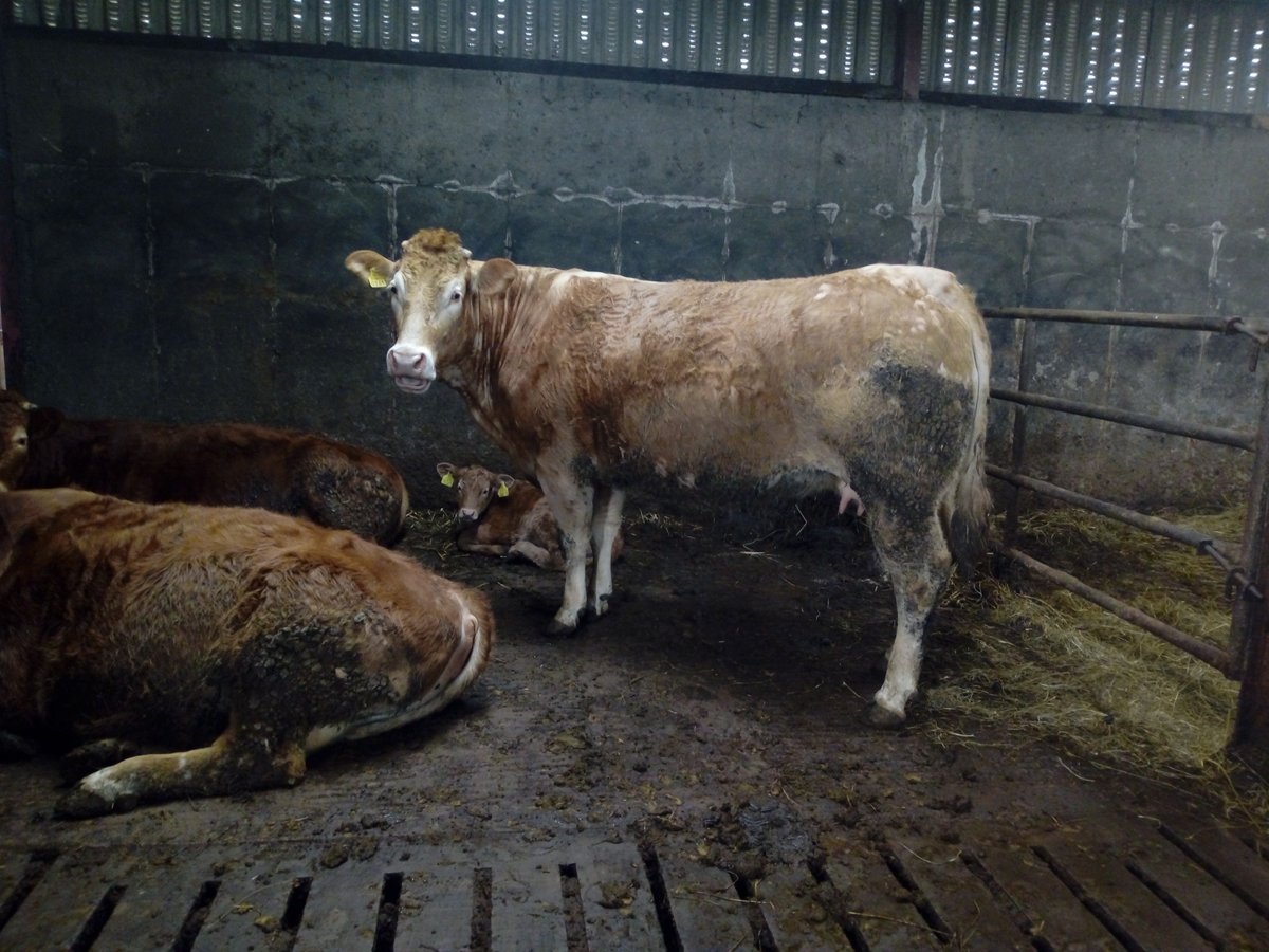 LadyHaywire's tweet photo. Not long to go now, 3 more weeks and Odd-Ear is due to the culard again ๐๐ #PleaseComeOut https://t.co/xRIBBlX92U