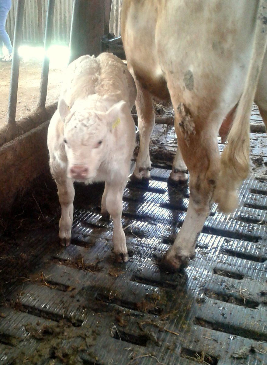 LadyHaywire's tweet photo. Not long to go now, 3 more weeks and Odd-Ear is due to the culard again ๐๐ #PleaseComeOut https://t.co/xRIBBlX92U