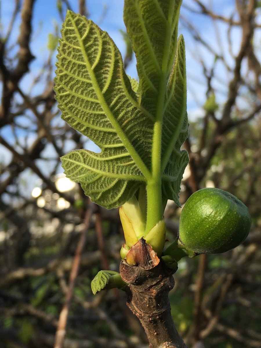 pmendibil's tweet photo. Gezurra badirudi ere, hemen dugu udaberria! #Paseoak https://t.co/PepGPhZjxb