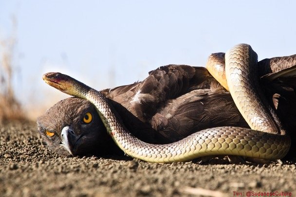 Snake vs. Кобра и Анаконда и Орел. Орел против змеи. Орел vs змея. Змея против птицы.