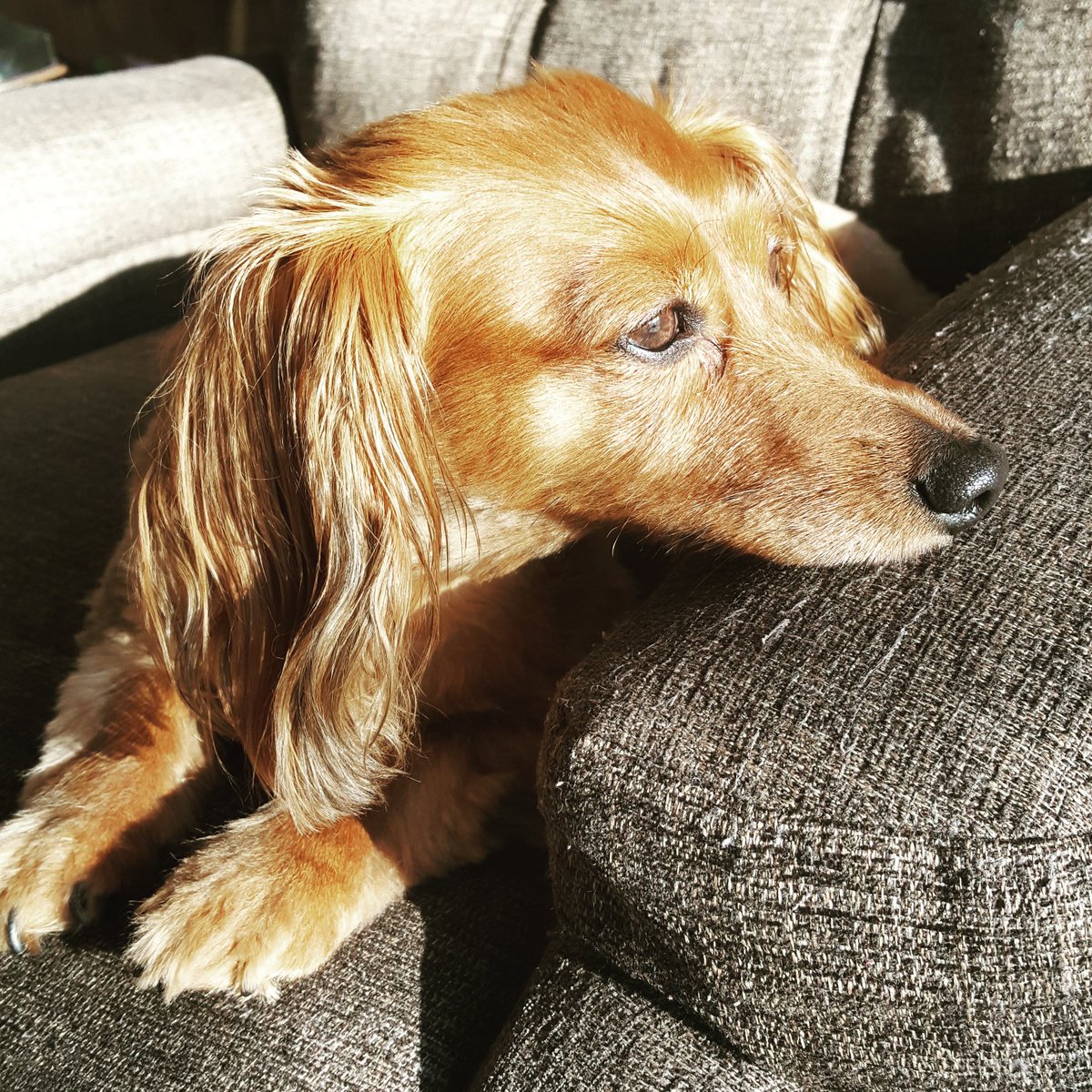 Zumberger's tweet photo. #BHDogShow Stella is our Best in Show!  Love watching these pups! https://t.co/c1PeiS3qfG