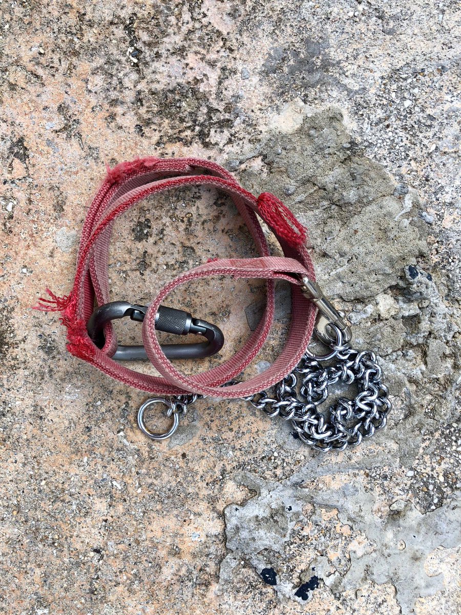 hmaraj's tweet photo. Time for a new leash, any suggestions? #Rottweiler #leatherleash #nlyonleash or #moutainrope https://t.co/pfnHlaNbIM