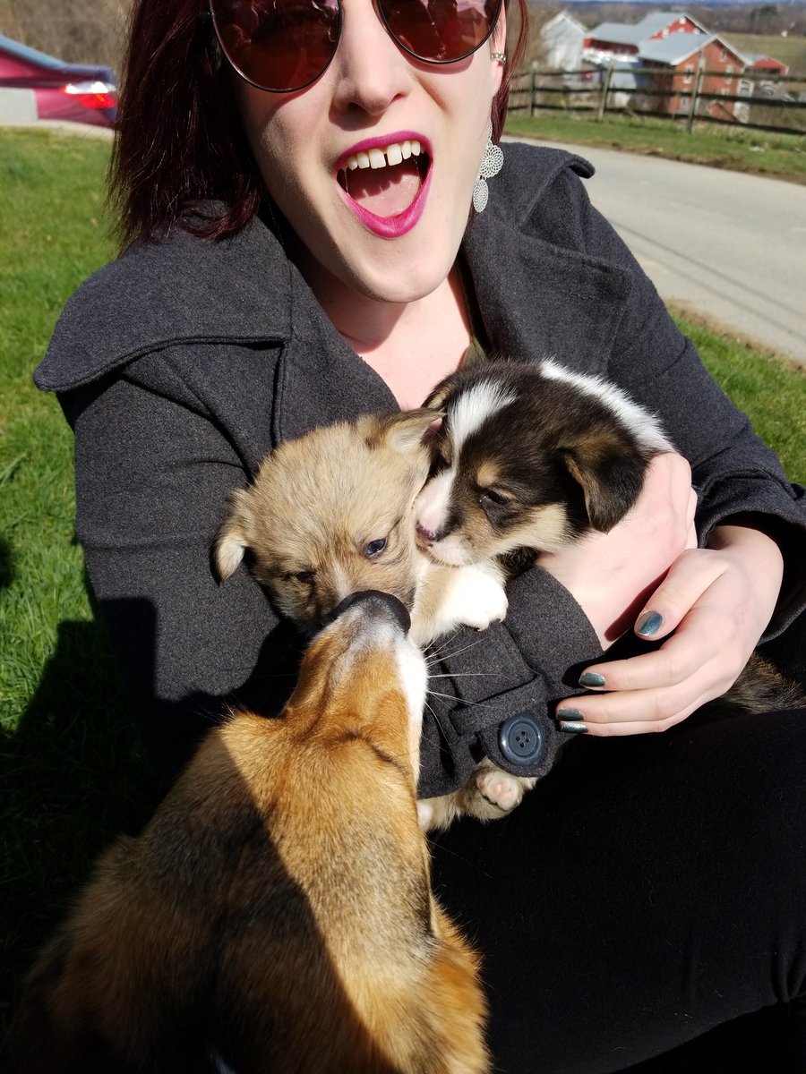 Kimbre and I saw some #Corgi #puppies