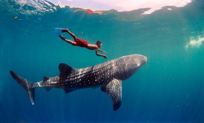 The Whale Shark is beautiful, graceful, friendly, and more than willing to entertain members of the general public.Still, the Whale Shark has never been observed either mating or giving birth. They keeps these things private.It's OK to have a seperate private life.