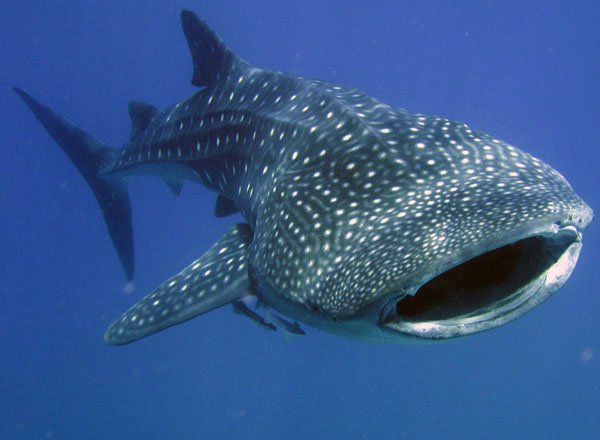 The Whale Shark is beautiful, graceful, friendly, and more than willing to entertain members of the general public.Still, the Whale Shark has never been observed either mating or giving birth. They keeps these things private.It's OK to have a seperate private life.