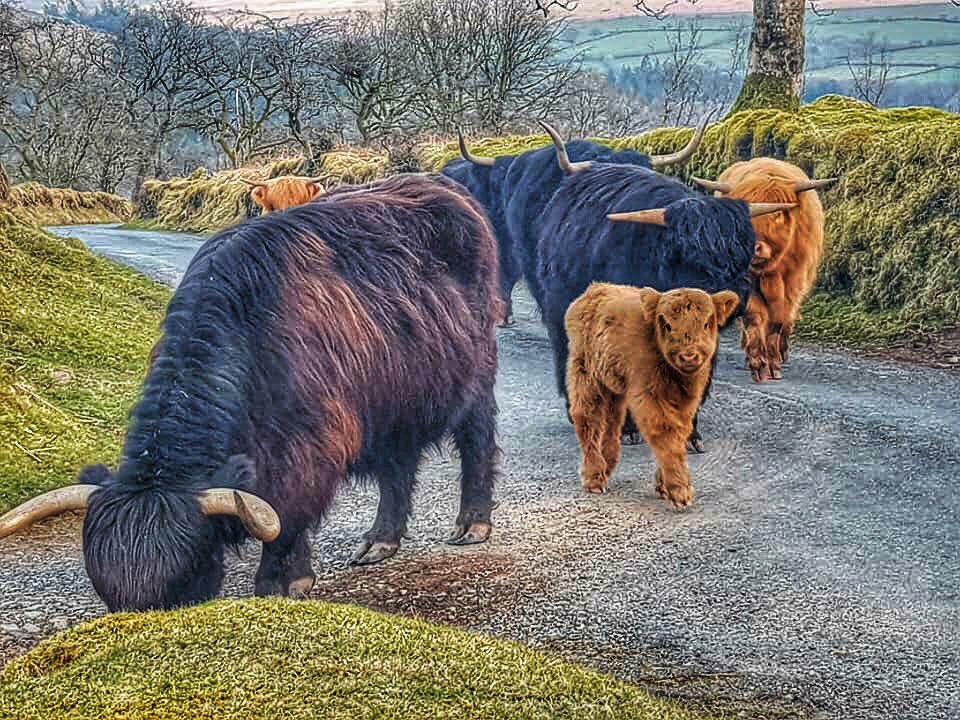 StephanieDarkes's tweet image. On our travels today we rescued a lamb that was stuck in a fence. Saved a worm wriggling on the pavement on the Quay and narrowly avoided being eaten by a heard of cows on Dartmoor #devon #exeter #exploringexeter #righteous