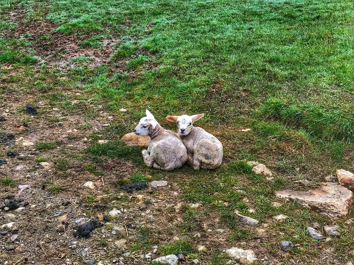StephanieDarkes's tweet image. On our travels today we rescued a lamb that was stuck in a fence. Saved a worm wriggling on the pavement on the Quay and narrowly avoided being eaten by a heard of cows on Dartmoor #devon #exeter #exploringexeter #righteous