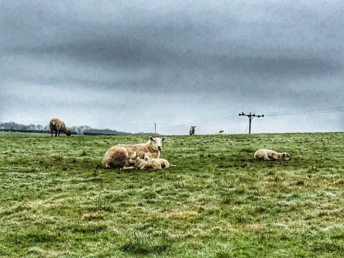 StephanieDarkes's tweet image. On our travels today we rescued a lamb that was stuck in a fence. Saved a worm wriggling on the pavement on the Quay and narrowly avoided being eaten by a heard of cows on Dartmoor #devon #exeter #exploringexeter #righteous