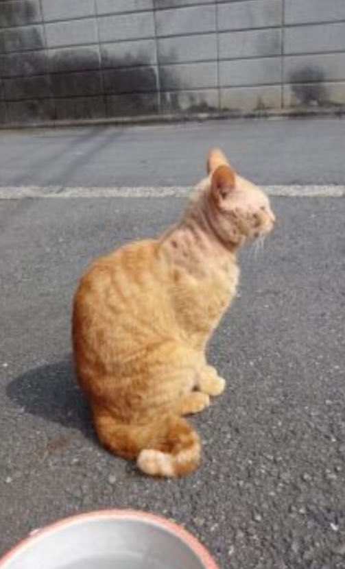 ひーちゃん(光る)🐾こた tweet media