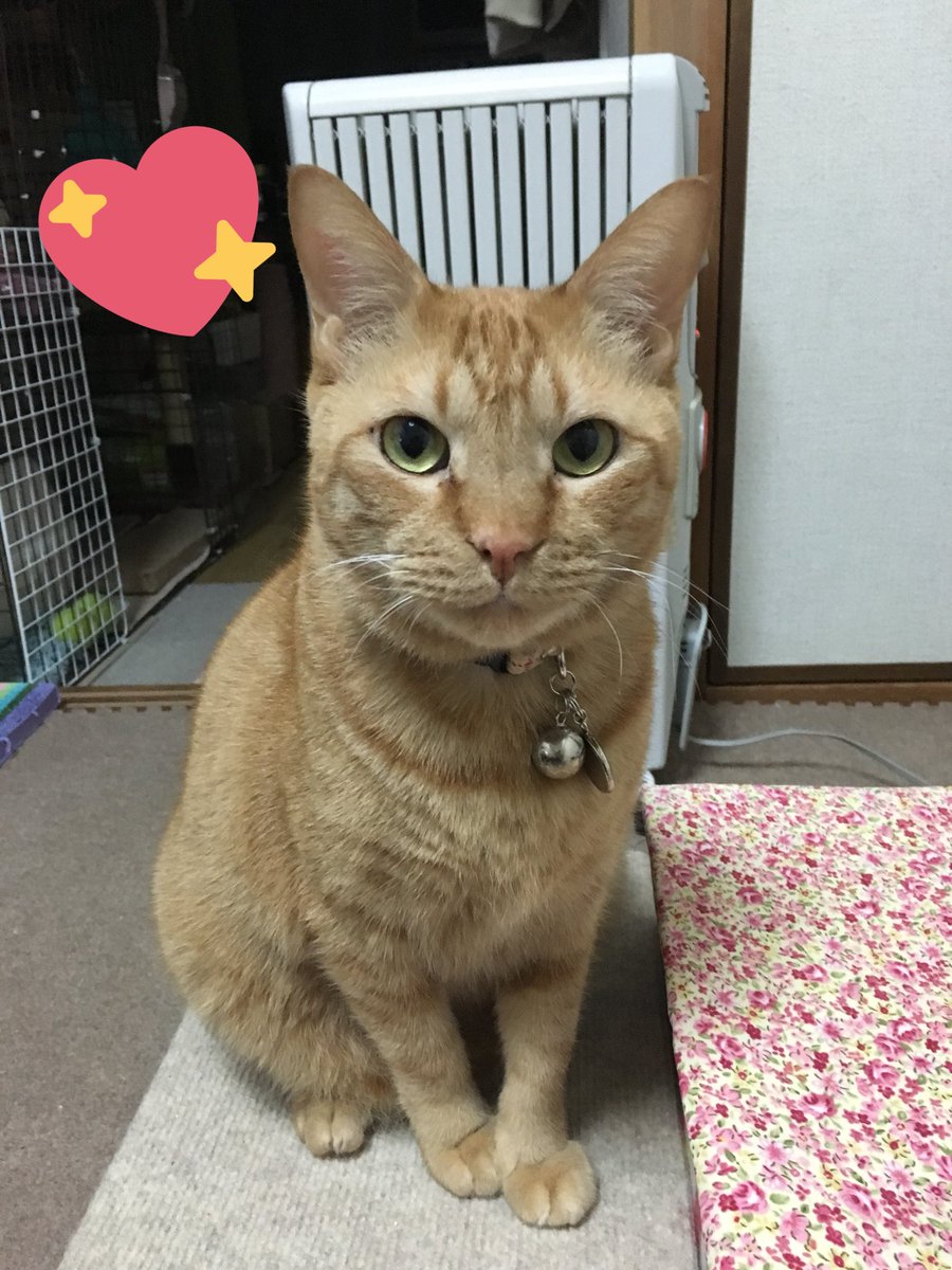 ひーちゃん(光る)🐾こた tweet media