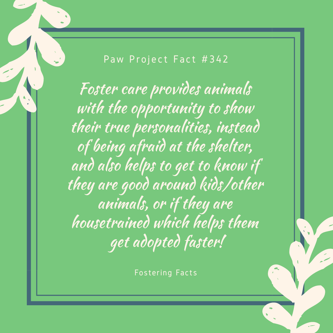 Have other interesting animal facts? Send us a DM.
#UNT #PawProjectFacts