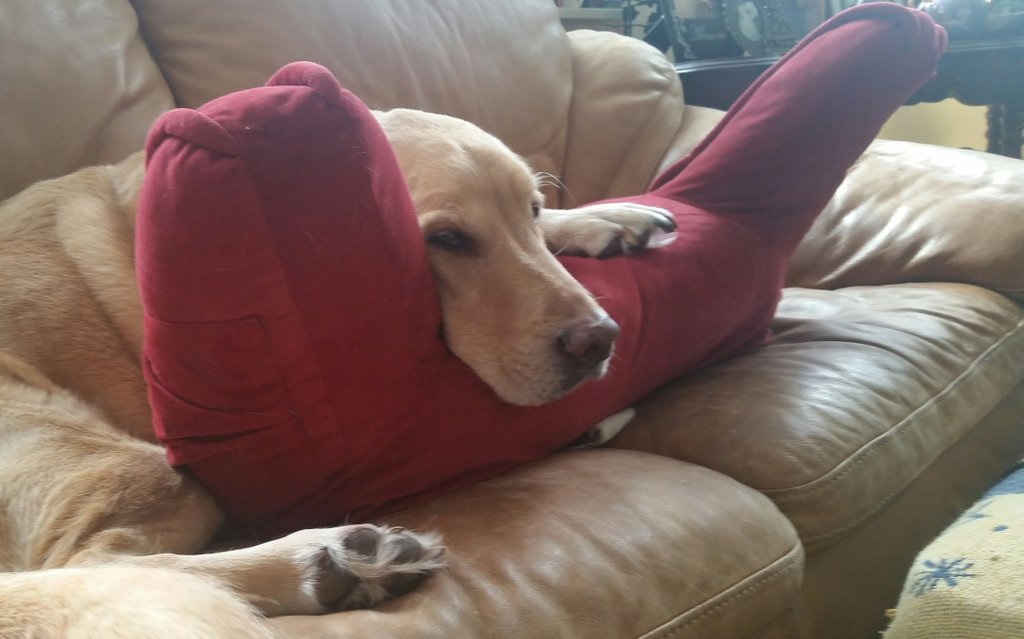 UlyssesSebastin's tweet image. He wasn't ready to get up this morning. Headed to his pillow on the couch. #lifewithadog
