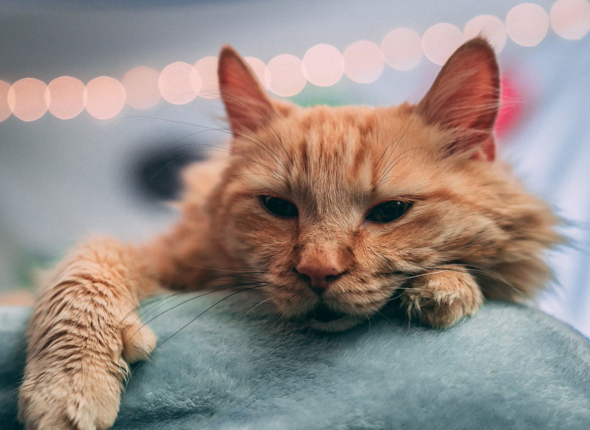 xCodeh's tweet image. Here are some pictures of my cat to brighten up your day