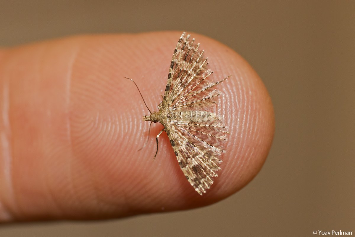 yoavperlman's tweet photo. #bathroommoth season has started! Many-plume moth, what a fantastic little creature. Check those plumes!
#teammoth #Norwich https://t.co/U9BgVbPXzx