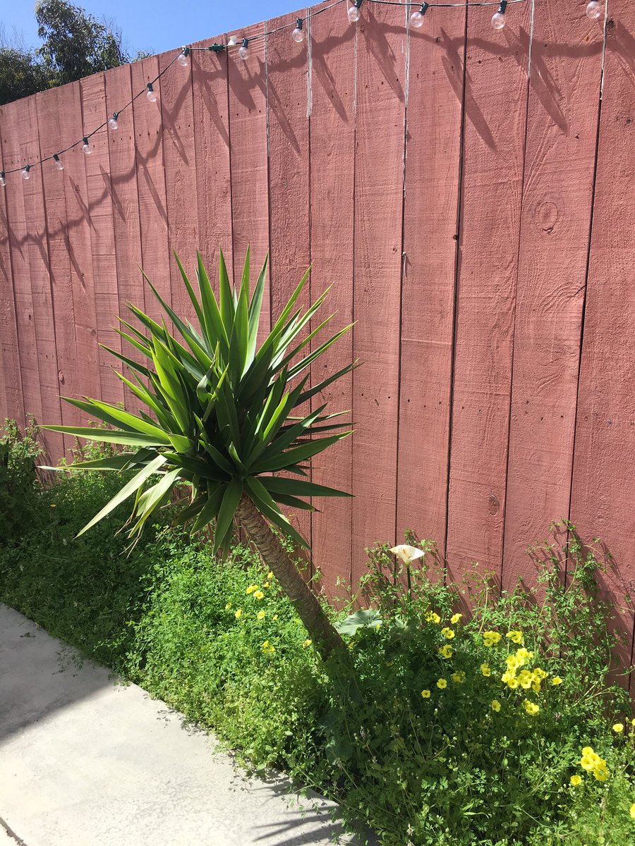 thepizzaplacesf's tweet photo. Spring has sprung! Come on by and say hi on your way to the beach! We have a new beer from @calicraft on tap-part sparkling ale/part hazy beer #guavatrees! https://t.co/opbd8HKo96