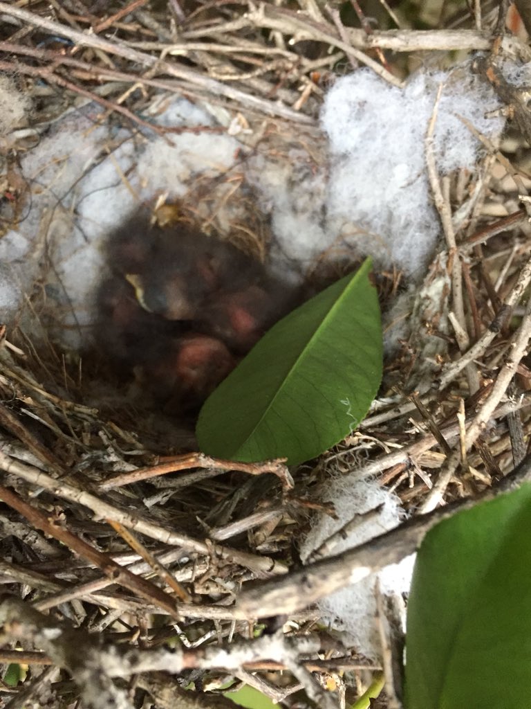 jill41166's tweet photo. @NewTechCoppell #doitfortheday #nthc10. More pics from New Tech’s The Day - kids working hard on a cold day!  Even found a bird nest with baby birds! https://t.co/Dln4N7j51y